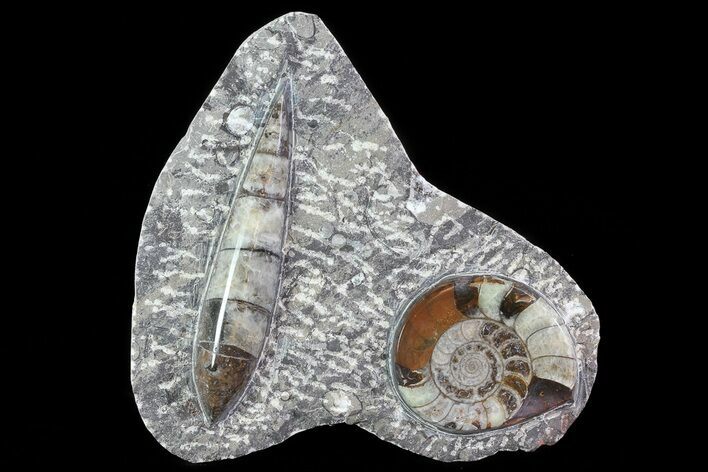 Fossil Goniatite & Orthoceras Display #77202